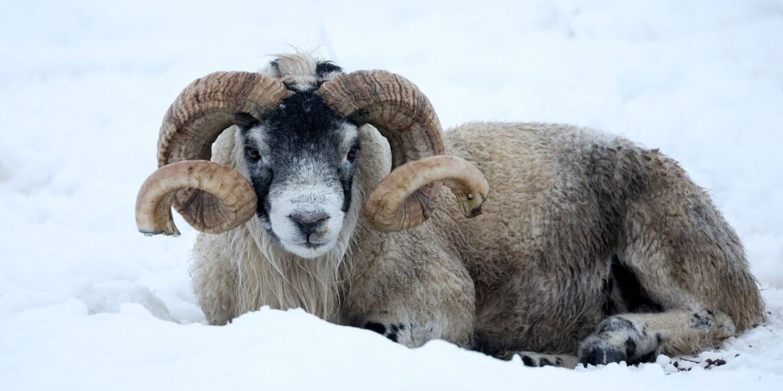 Heavy Rain and Snowmelt May Lead to Flooding After Storm Goretti