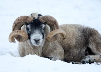 Heavy Rain and Snowmelt May Lead to Flooding After Storm Goretti