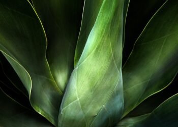 role of chloroplasts in plant cells