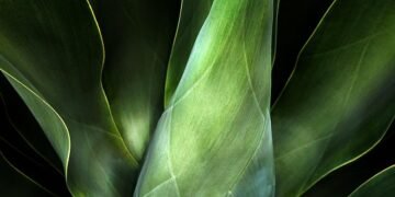 role of chloroplasts in plant cells