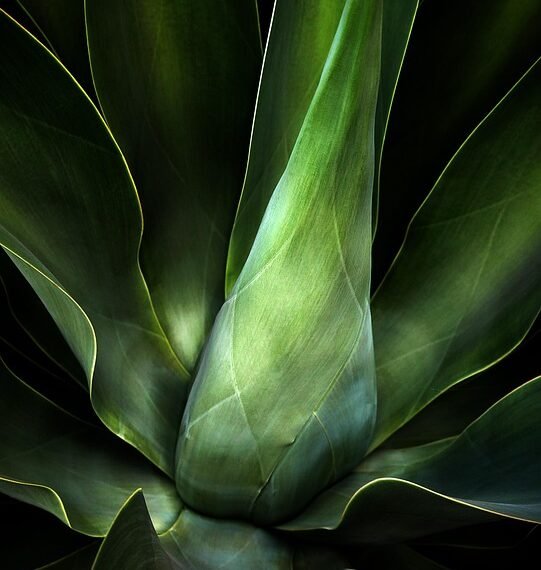 role of chloroplasts in plant cells