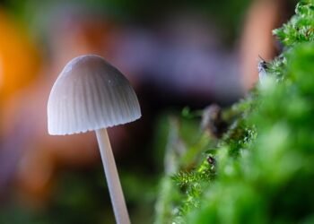 evolution of film criticism and reviewers