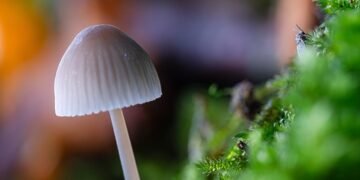 evolution of film criticism and reviewers