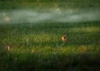 importance of screenplay structure in filmmaking