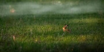 importance of screenplay structure in filmmaking