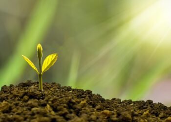 role of innovation in business growth