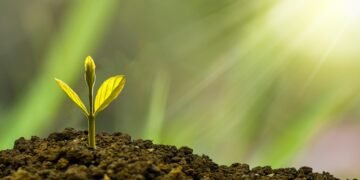 role of innovation in business growth