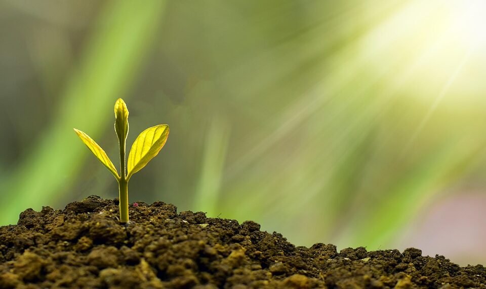 role of innovation in business growth