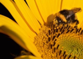 introduction to auteur theory in cinema