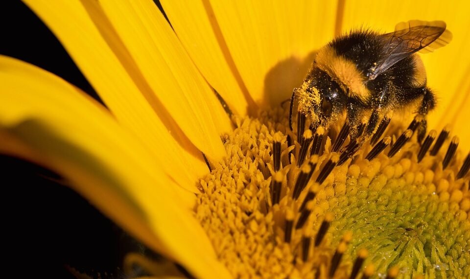 introduction to auteur theory in cinema