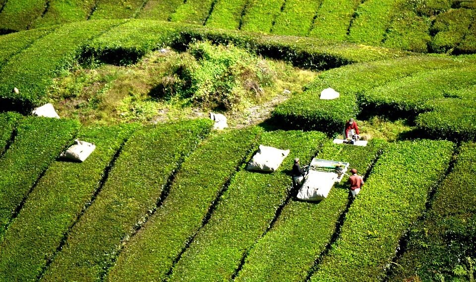 history of james cameron’s blockbuster filmmaking