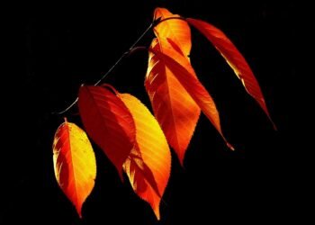 the golden age of hollywood explained