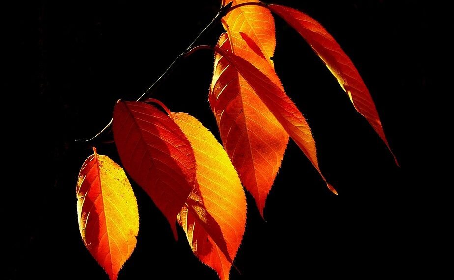 the golden age of hollywood explained