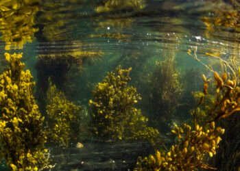 Marine Licensing Boosts Coastal Restoration, Defence, and Offshore Wind Projects