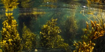 Marine Licensing Boosts Coastal Restoration, Defence, and Offshore Wind Projects