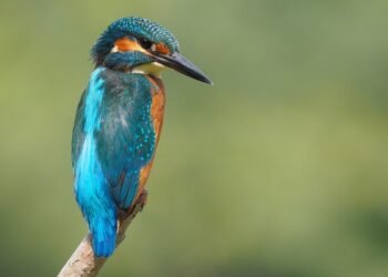 martin scorsese contribution to filmmaking