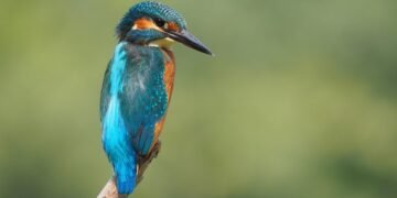 martin scorsese contribution to filmmaking