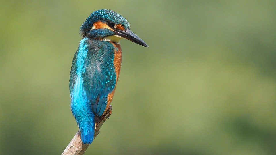 martin scorsese contribution to filmmaking