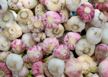 healthy eating habits and nutrition basics