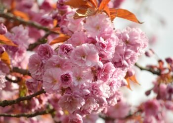 classic japanese cinema directors explained