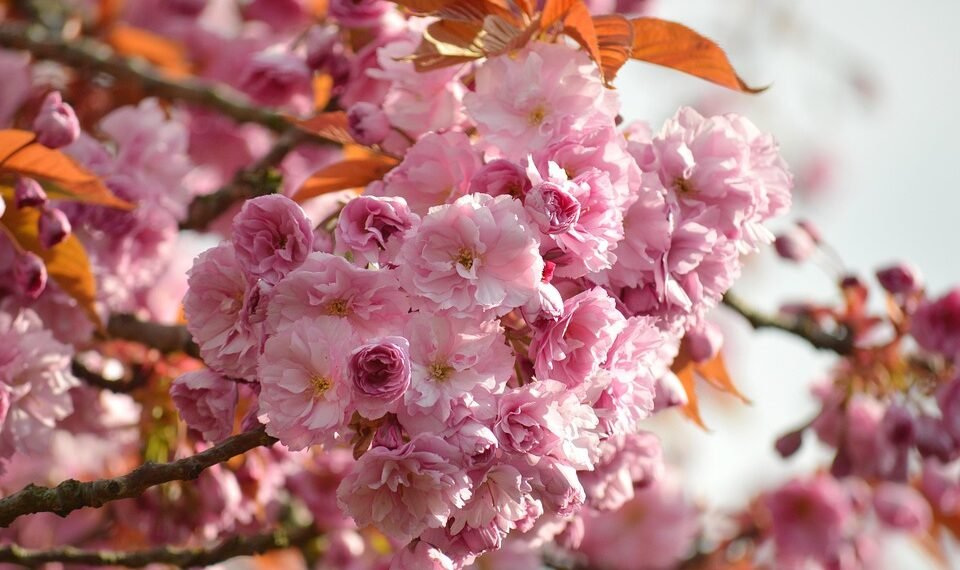 classic japanese cinema directors explained