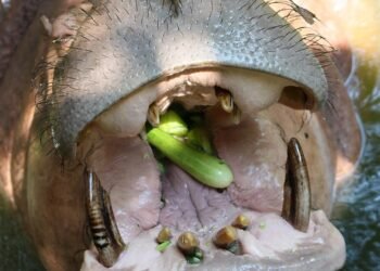 history of major programming languages