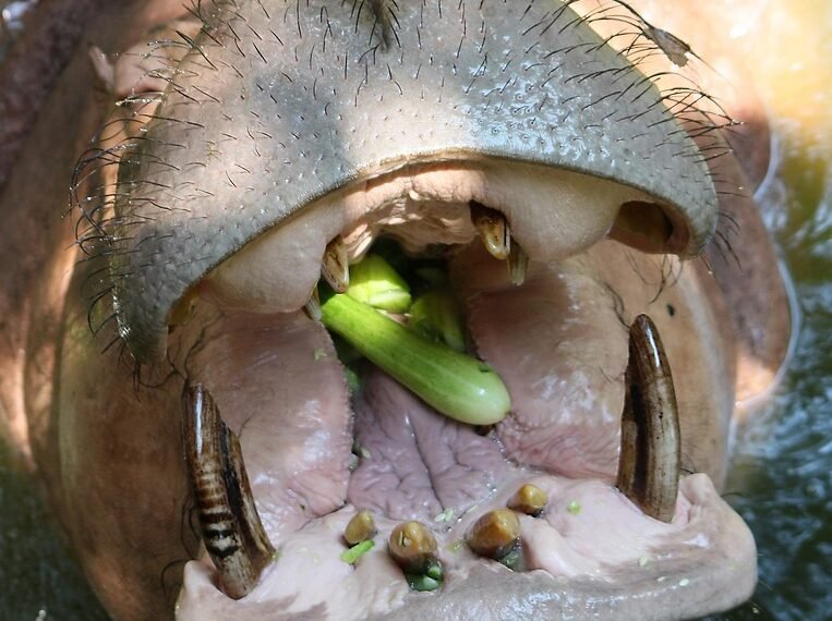 history of major programming languages