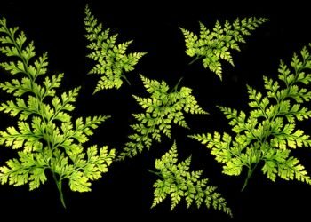 introduction to soviet montage theory