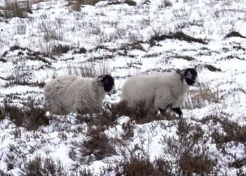 More Rain, Snow and Ice Expected Across Britain This Weekend