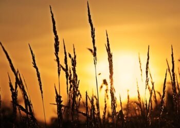 analysis of iconic opening scenes in cinema