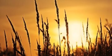 analysis of iconic opening scenes in cinema