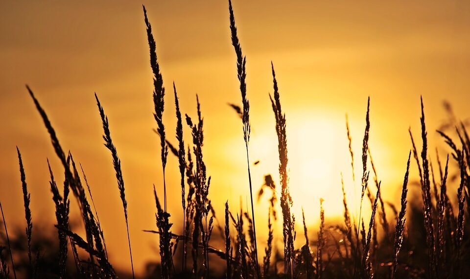 analysis of iconic opening scenes in cinema