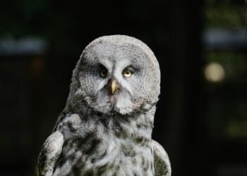 how silent films shaped modern storytelling