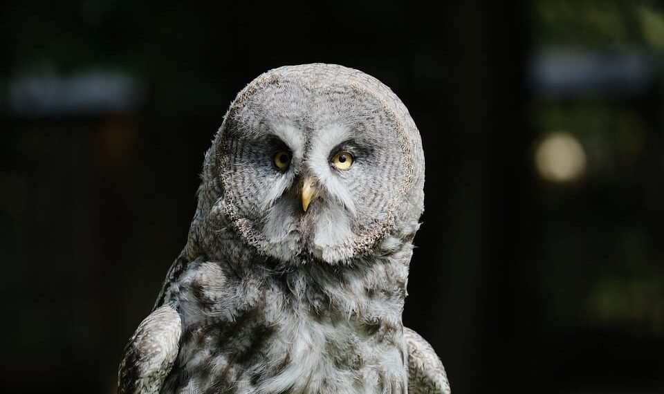 how silent films shaped modern storytelling