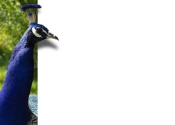 how editing rhythms shape storytelling