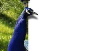 how editing rhythms shape storytelling