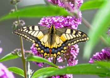 evolution of film criticism and reviewers