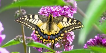 evolution of film criticism and reviewers