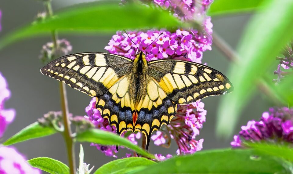 evolution of film criticism and reviewers