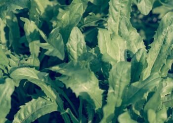 photosynthesis process explained simply