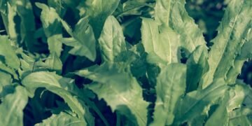 photosynthesis process explained simply