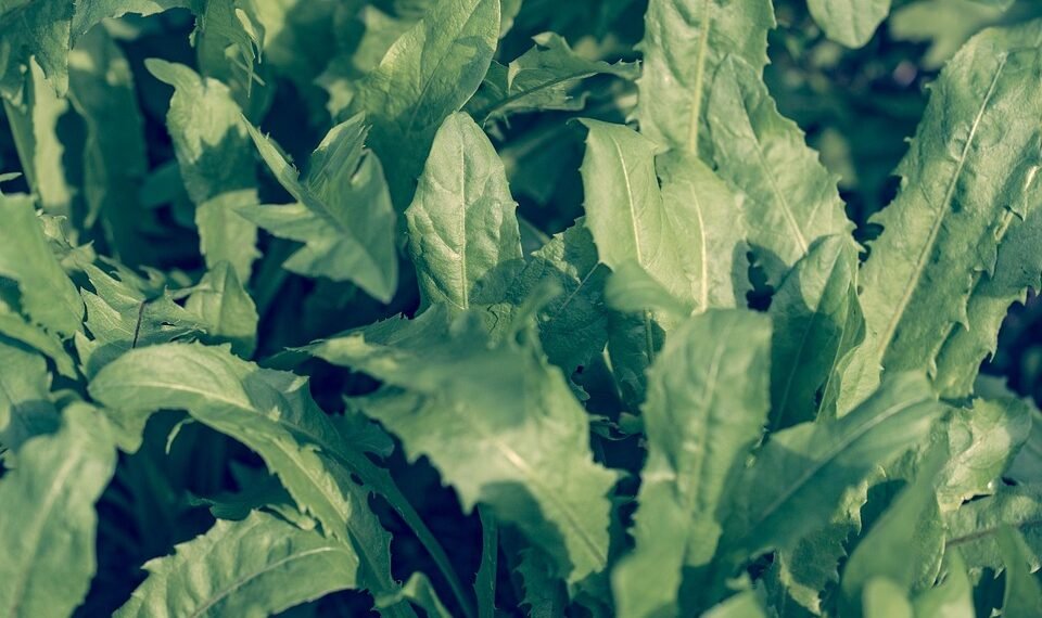 photosynthesis process explained simply