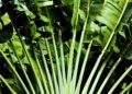 how plants adapt to different environments