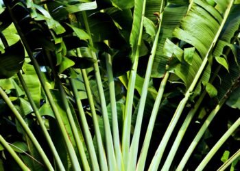 how plants adapt to different environments