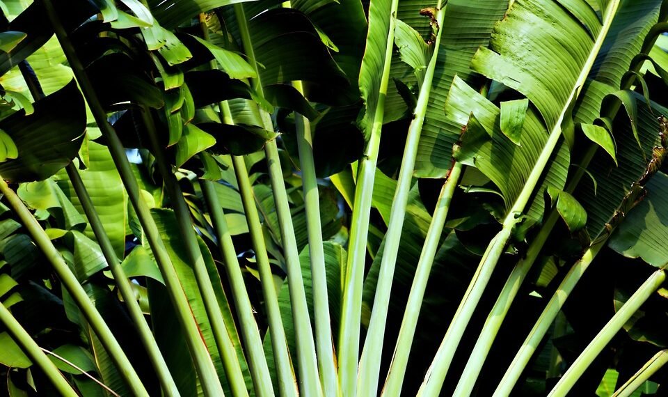 how plants adapt to different environments