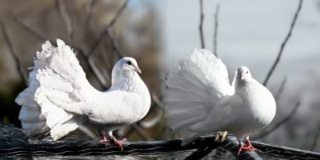 how editing rhythms shape storytelling