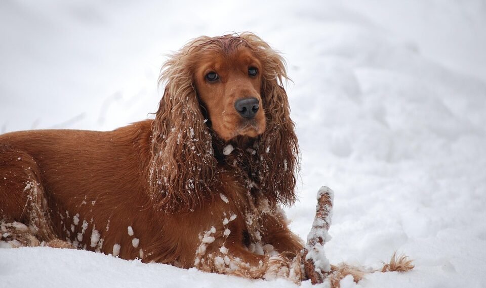alfred hitchcock contributions to cinema