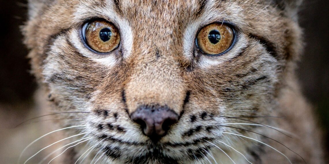 Public Consultation on Possible Lynx Reintroduction in Scotland