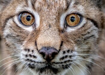 Public Consultation on Possible Lynx Reintroduction in Scotland