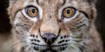 Public Consultation on Possible Lynx Reintroduction in Scotland